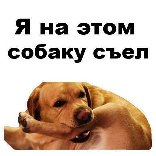 Псы — 18