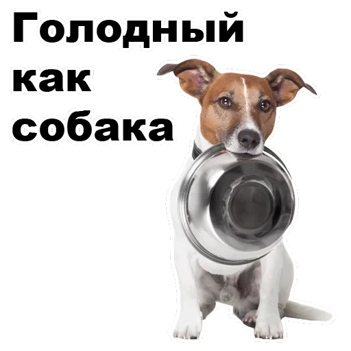 Псы — 19