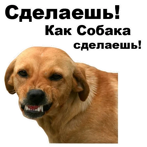 Псы — 20