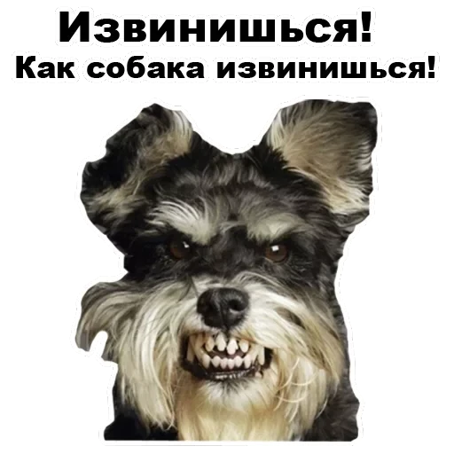 Псы — 21
