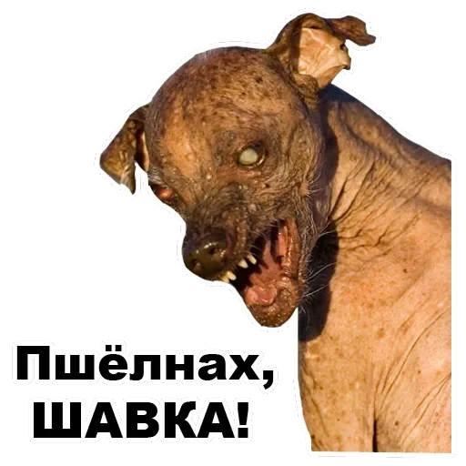 Псы — 22