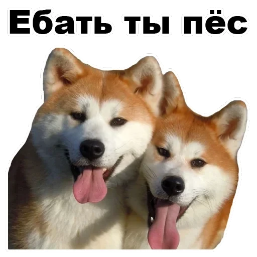 Псы — 24
