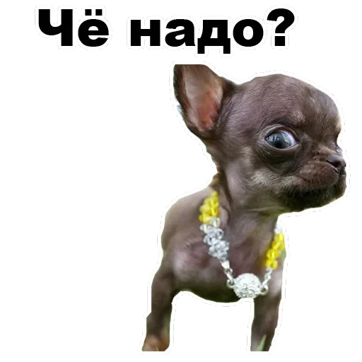 Псы — 25