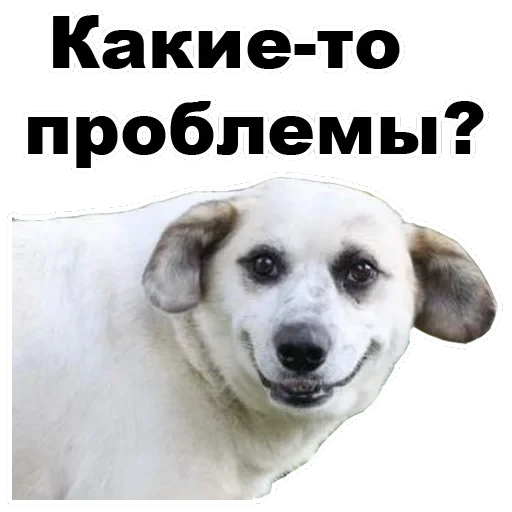 Псы — 26