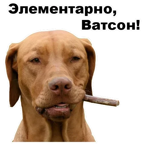 Псы — 27