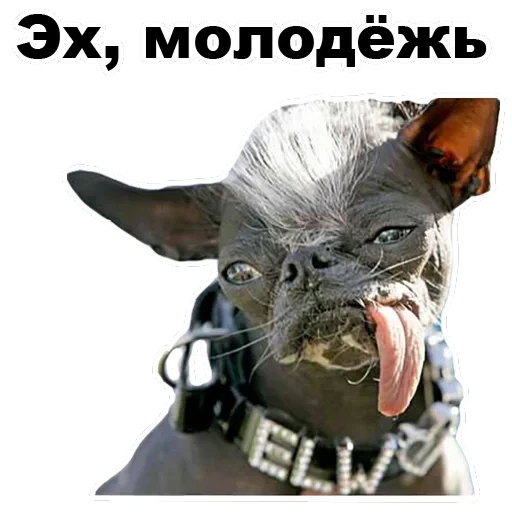 Псы — 30
