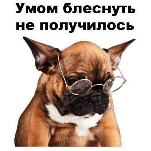 Псы — 33