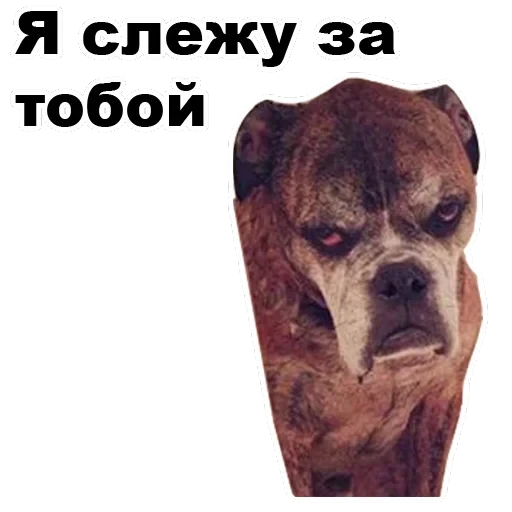 Псы — 34