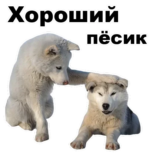 Псы — 36