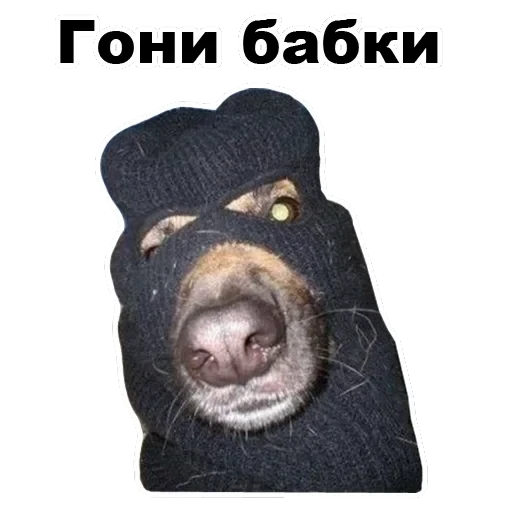 Псы — 37