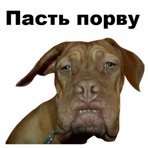 Псы — 40