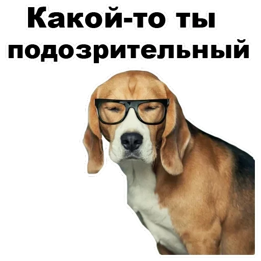 Псы — 42