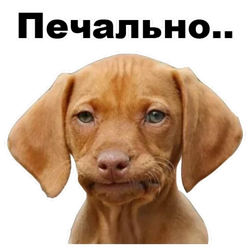 Псы — 44