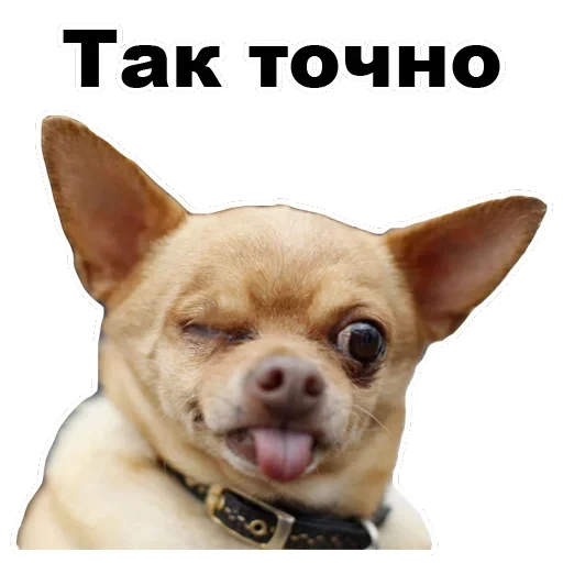 Псы — 45