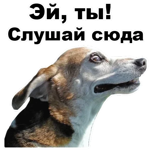 Псы — 46