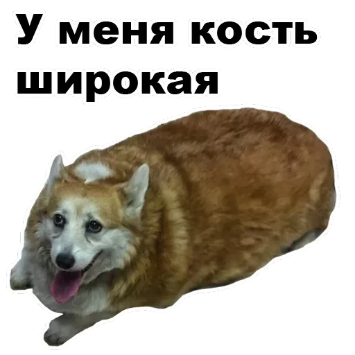 Псы — 47