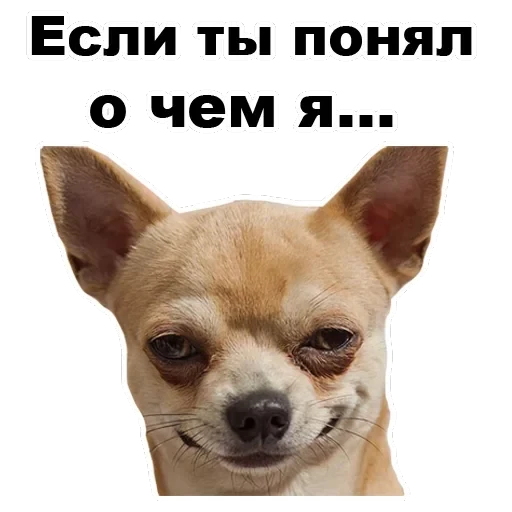 Псы — 52