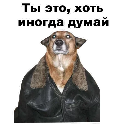 Псы — 53