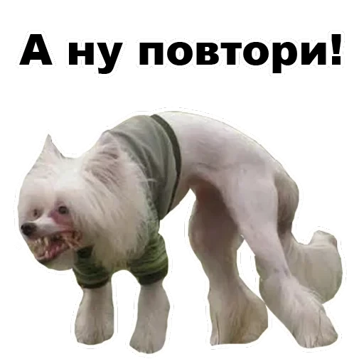 Псы — 54