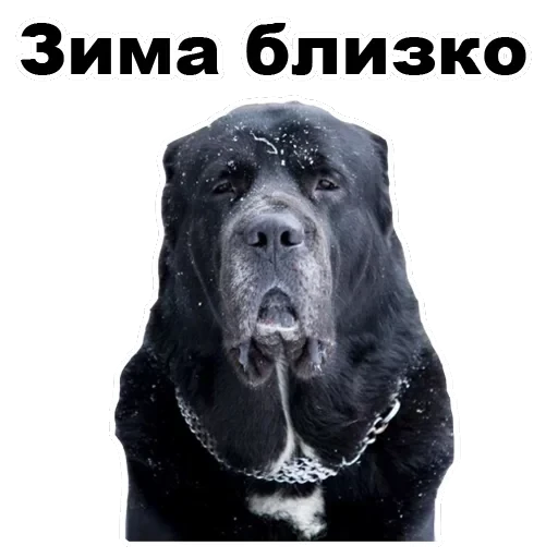 Псы — 55
