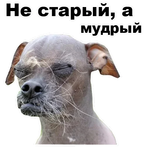 Псы — 56