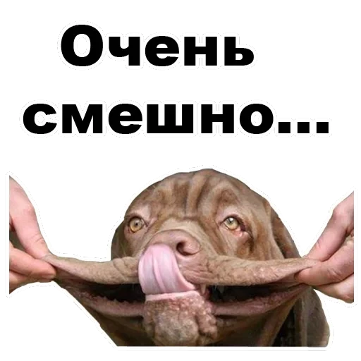 Псы — 57