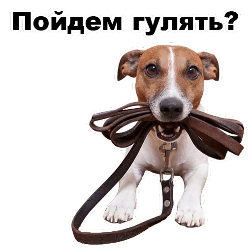 Псы — 58