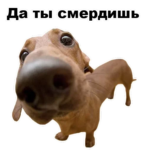 Псы — 59