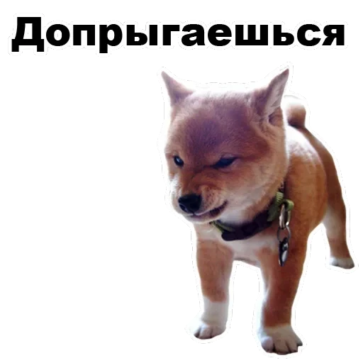 Псы — 60