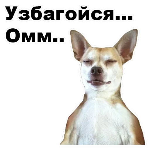 Псы — 8