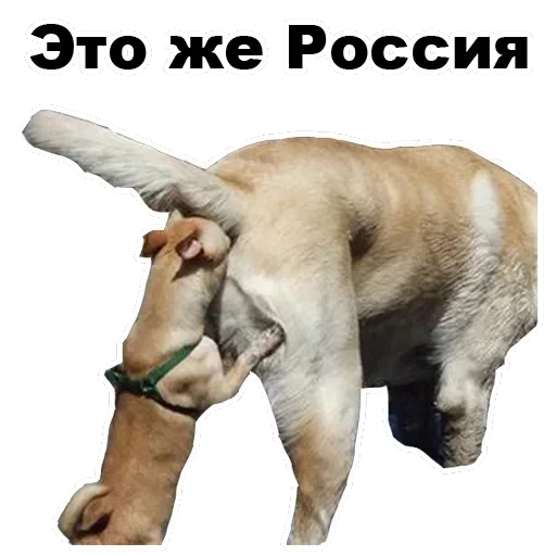 Псы — 9
