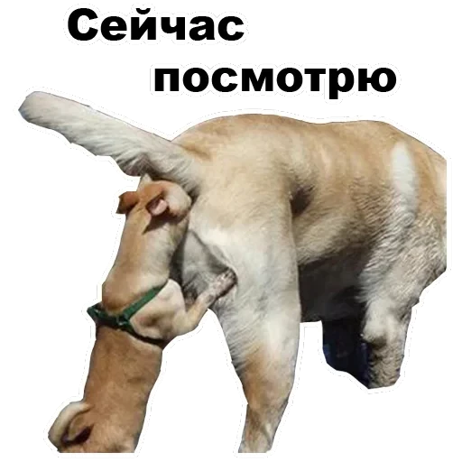 Псы — 10