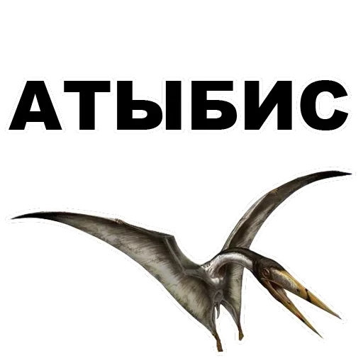 Pterodactyl — 17