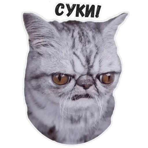 Пушистые Пидоры 2 — 15