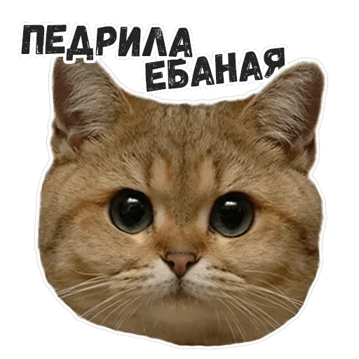 Пушистые Пидоры 2 — 16