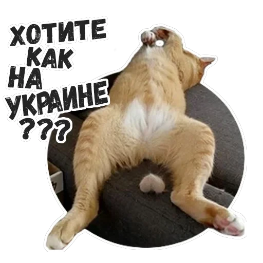 Пушистые Пидоры 2 — 20