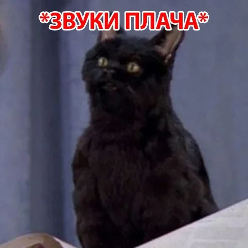 Salem — 12