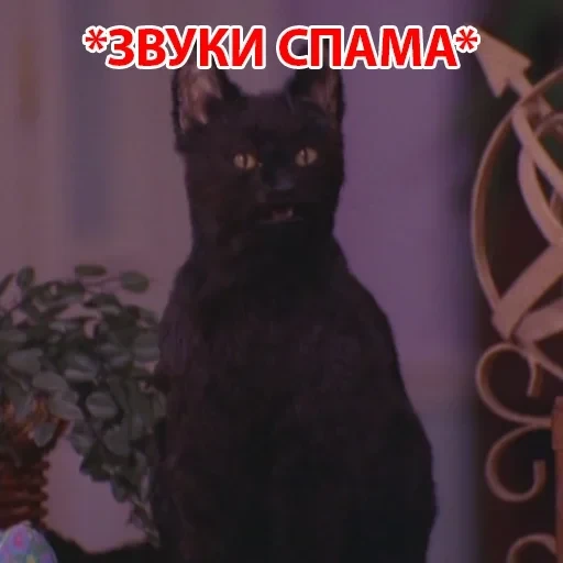 Salem — 6