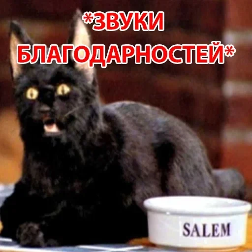 Salem — 8