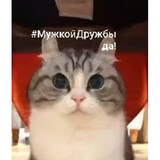 Самий (ни) ожидаемый стикер — 1