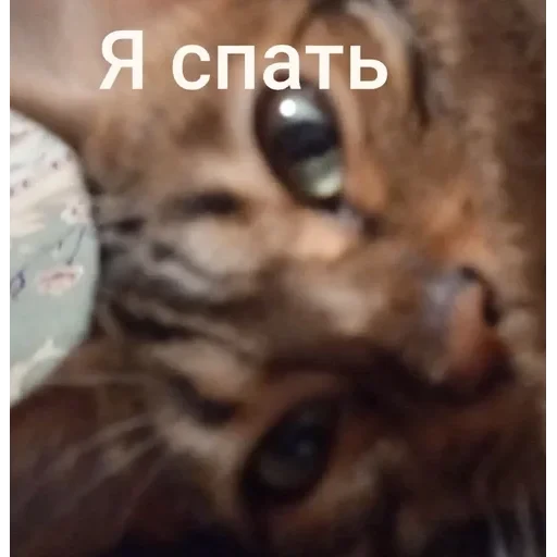 Самий (ни) ожидаемый стикер — 2