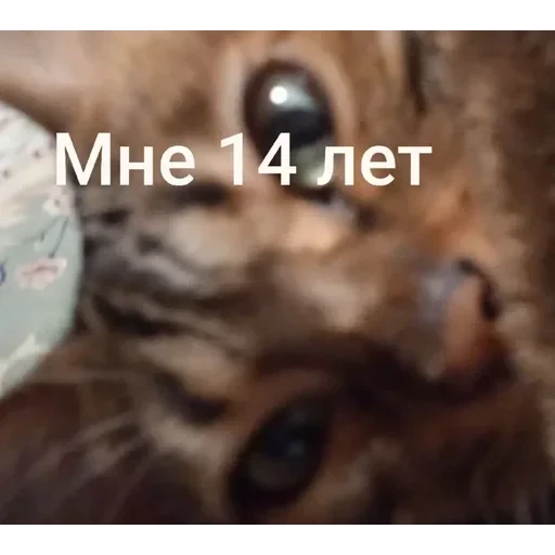 Самий (ни) ожидаемый стикер — 11