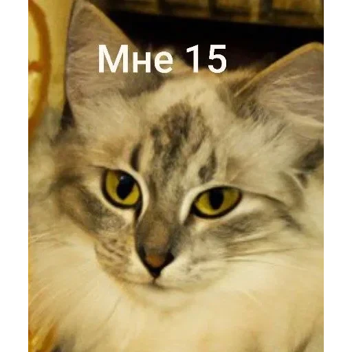 Самий (ни) ожидаемый стикер — 12