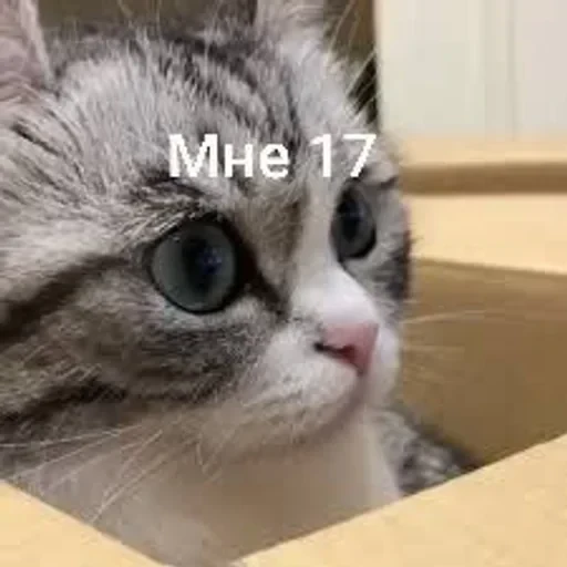 Самий (ни) ожидаемый стикер — 14