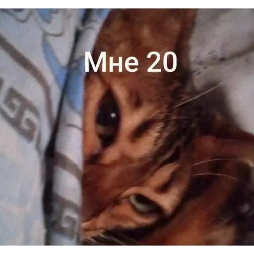 Самий (ни) ожидаемый стикер — 17