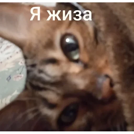 Самий (ни) ожидаемый стикер — 26