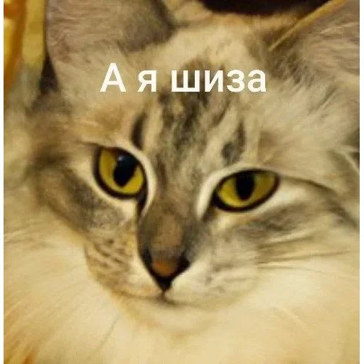 Самий (ни) ожидаемый стикер — 27