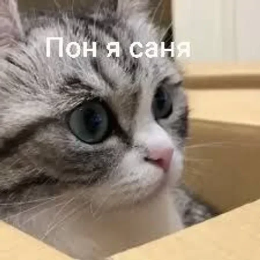 Самий (ни) ожидаемый стикер — 28