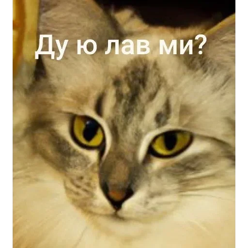 Самий (ни) ожидаемый стикер — 4