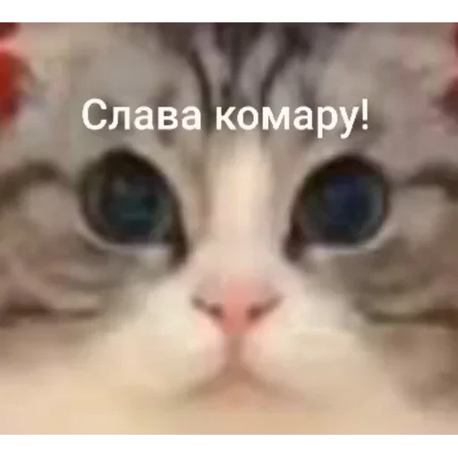 Самий (ни) ожидаемый стикер — 37